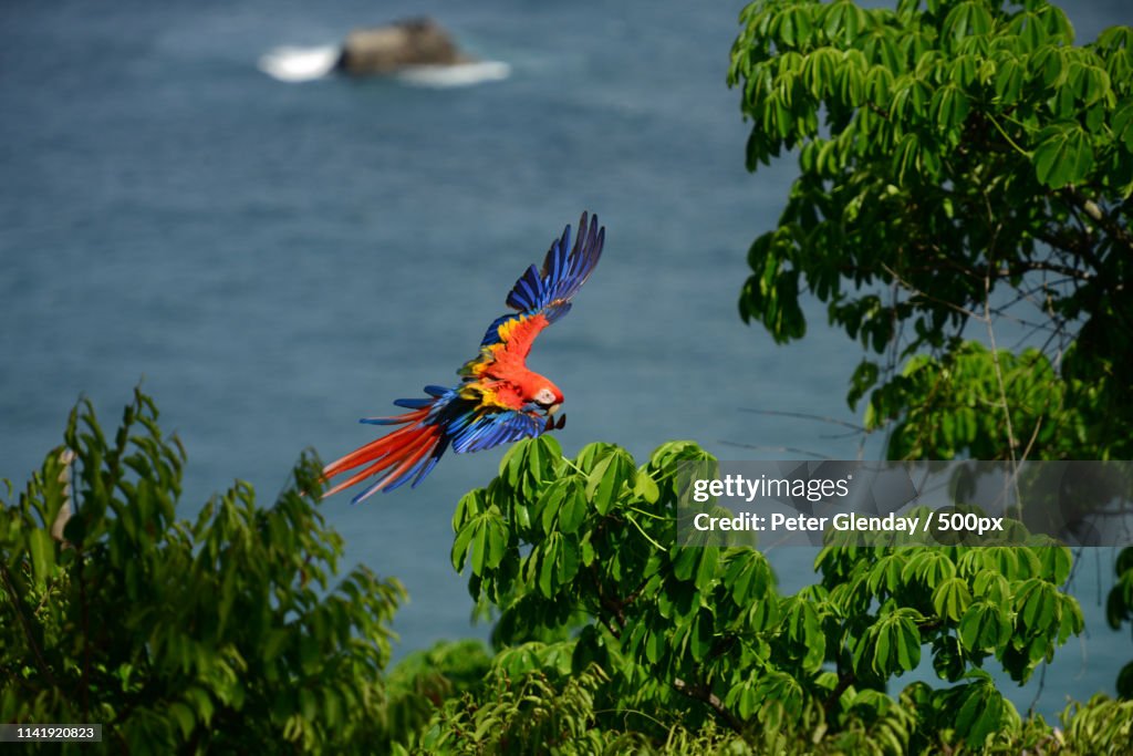 Macaw