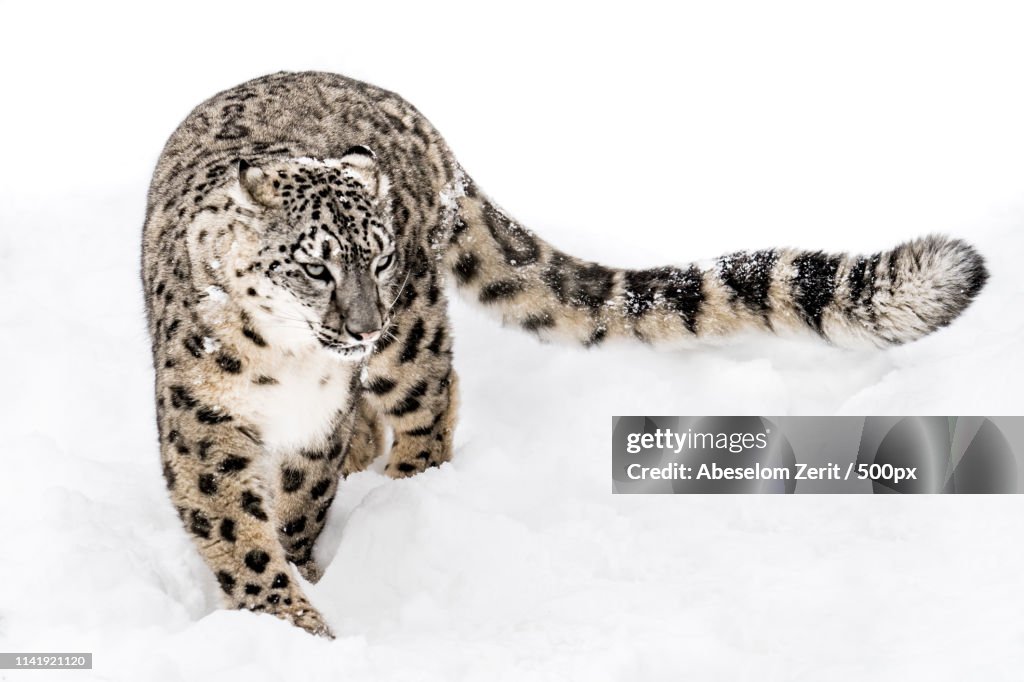 Snow Leopard On The Prowl Xv