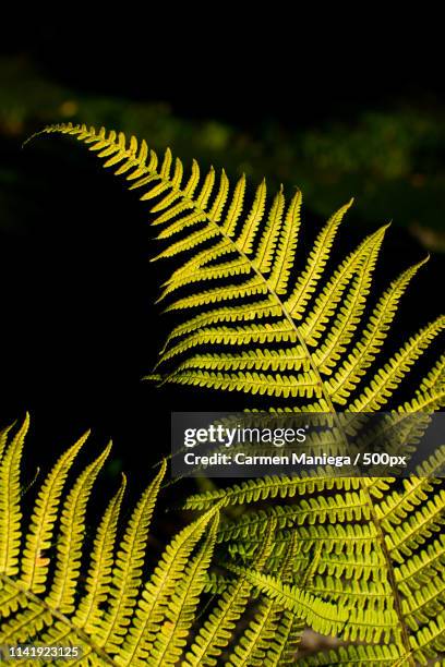 fern - helecho stock pictures, royalty-free photos & images