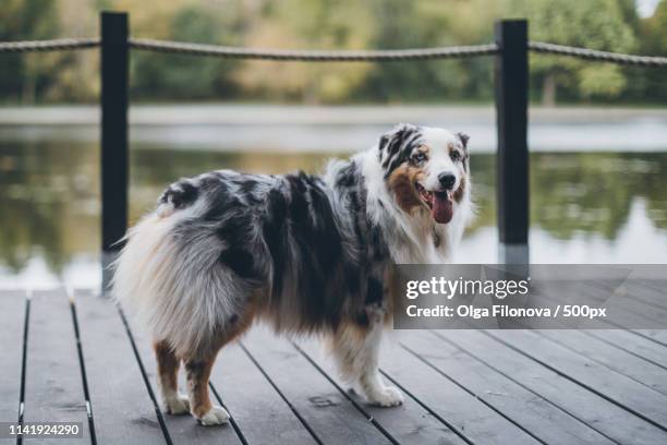 venya - bobtail dog stock pictures, royalty-free photos & images