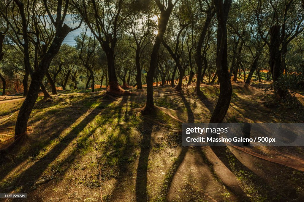 Among The Olive Trees