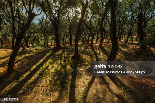among the olive trees - live oak tree stock pictures, royalty-free photos & images