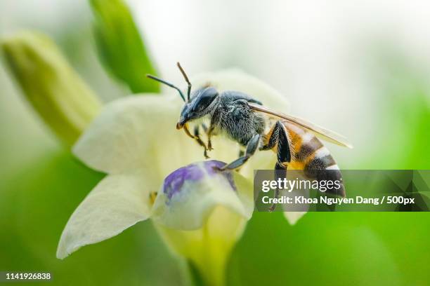 macro pics - hawk moth stock pictures, royalty-free photos & images