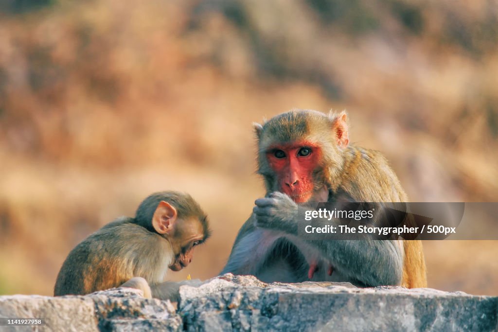 A Child Monkey With His Mother
