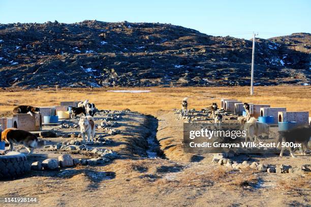 group of sled dogs - iqaluit stock pictures, royalty-free photos & images