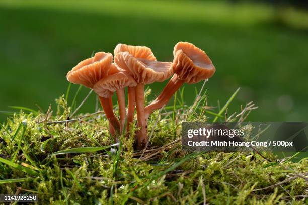 group of mushrooms (laccaria laccata) close up - laccaria laccata stock pictures, royalty-free photos & images