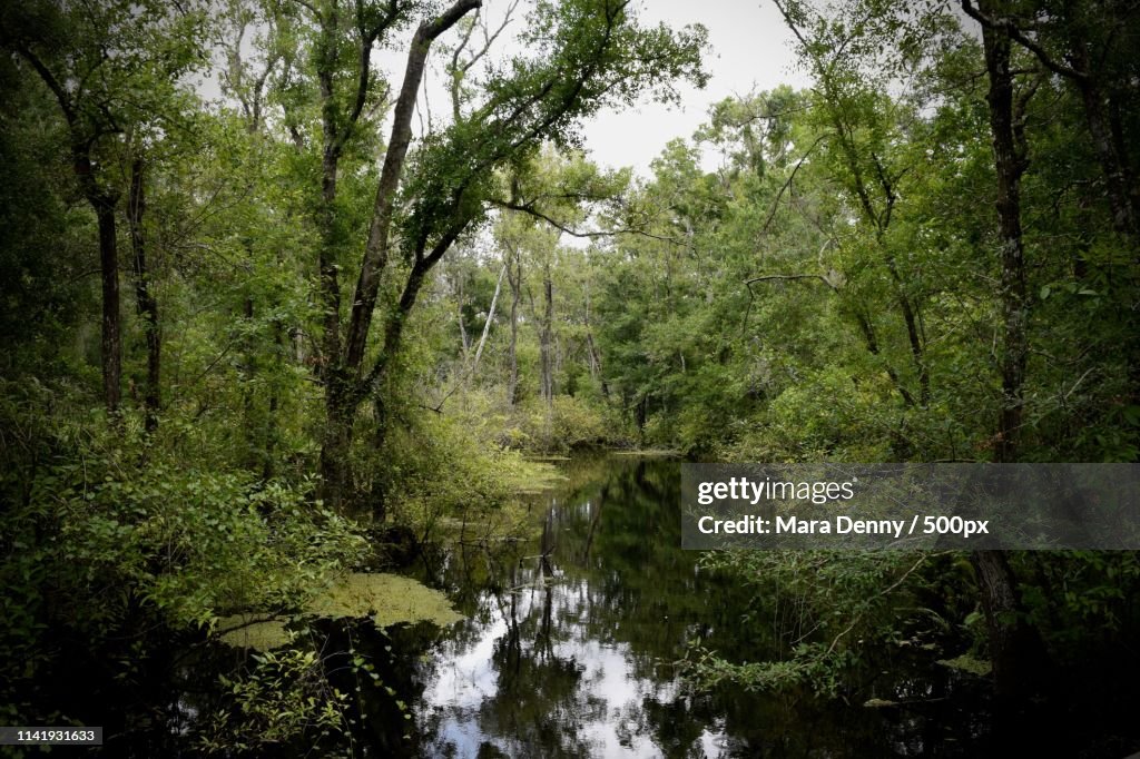 Brooker Creek Preserve