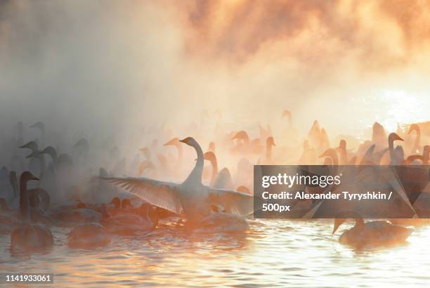 swans - lago bogoria foto e immagini stock