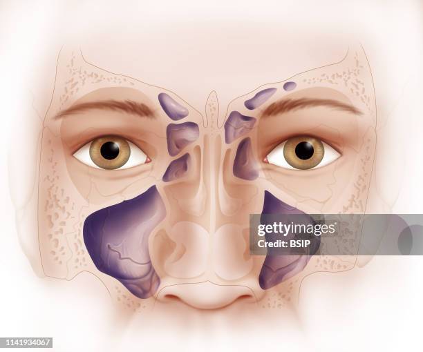 Human Sinuses Anatomy Photos and Premium High Res Pictures Biology Diagrams