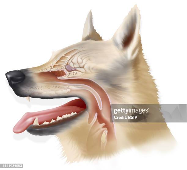 Illustration of a dog's sense of smell, its receptors and the olfactory bulb which enables it to sense odorous particles in very small quantities. A...