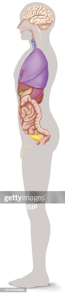 Leftside Left side illustration of a human's organs. The brain, thoracic... News ...