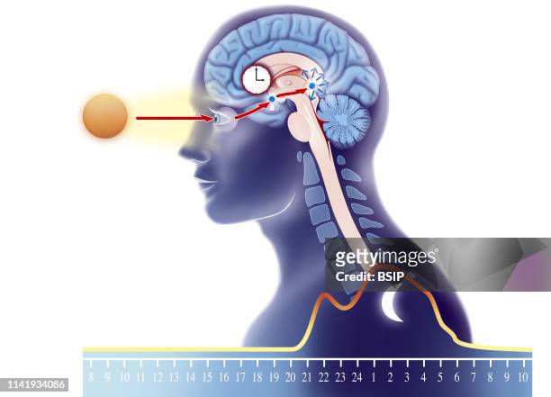 Illustration of the biological clock. Depending on sunlight perceived by the eye, signals are sent to the suprachiasmatic nucleus, home of the...