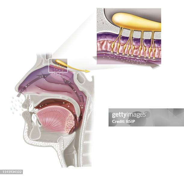 Illustration of the sense of smell, a sensory function involving the perception of odorous substances, which are important in perceiving taste....