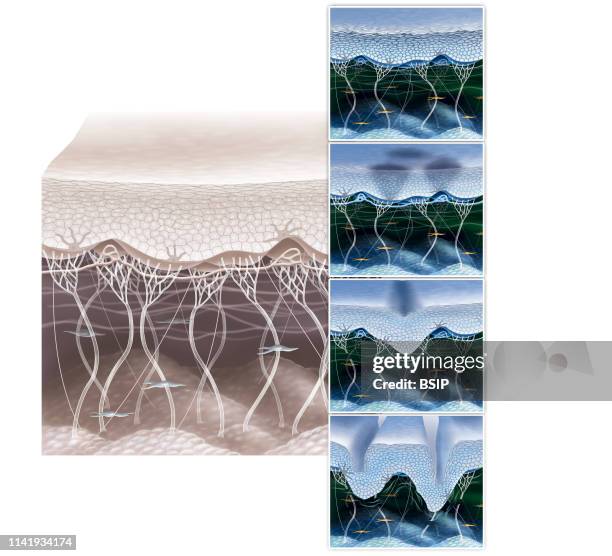 Illustration of the signs of ageing in skin, dulling of the epidermis, brown spots, skin slackening and wrinkles. From top to bottom: -illustrates...