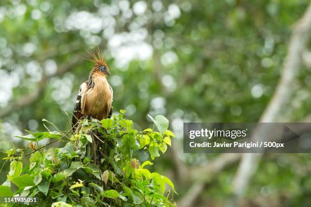 hoatzin on top of tree - hoatzin stock pictures, royalty-free photos & images