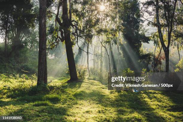 patch of sunlight in a wood - morning wood 個照片及圖片檔