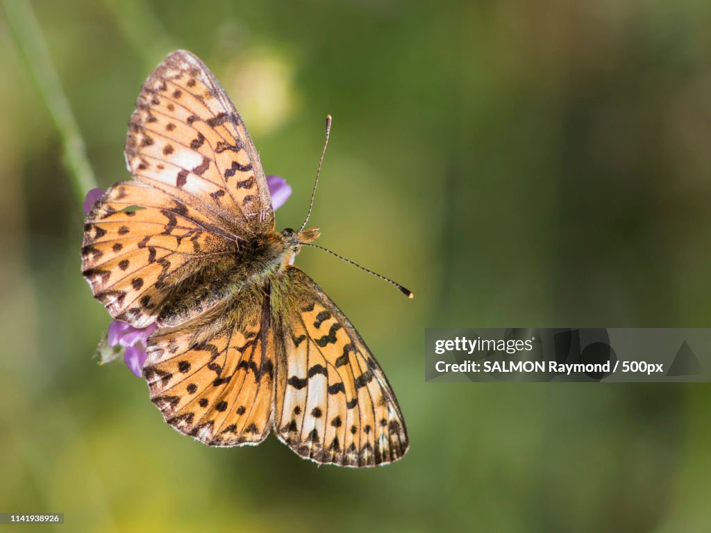 Clossiana Euphrosyne