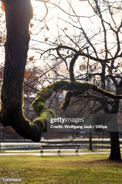 old tree in autumn sun - hellbrunn park stock pictures, royalty-free photos & images