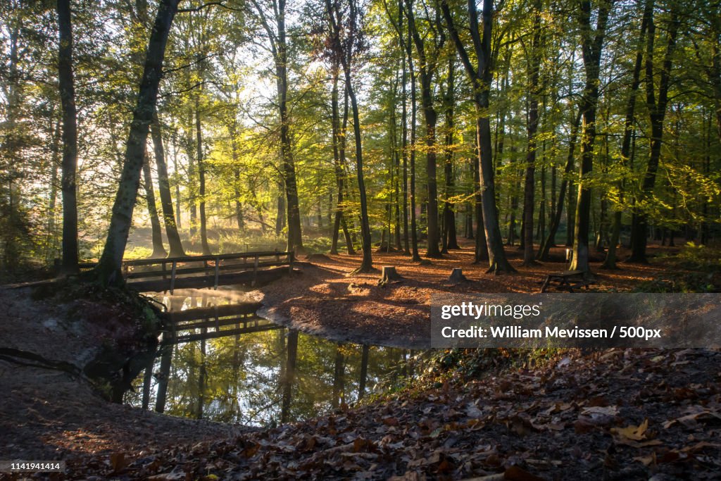 De Omgevallen Boom Geijsteren