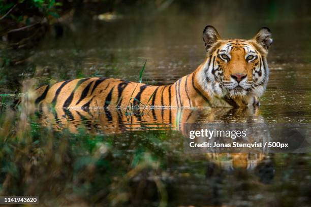 best of, part - panthera tigris tigris stock pictures, royalty-free photos & images