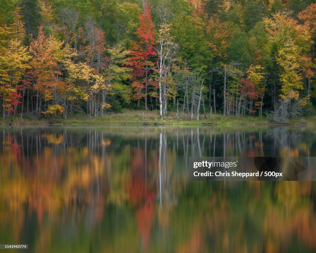 Birch Tree And Autumn Reflection