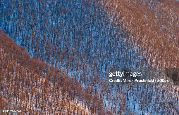 winter forest - 秋田県 ストックフォトと画像