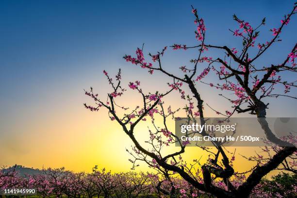 peach blossoms in spring - fiore di pesco foto e immagini stock