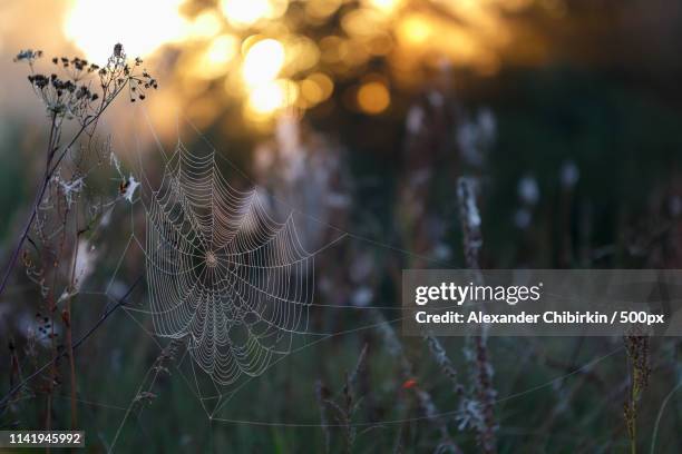 morning web - satis stock pictures, royalty-free photos & images
