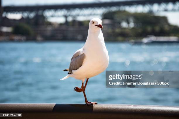 seagull perching on waterfront - jinnifer douglass stockfoto's en -beelden