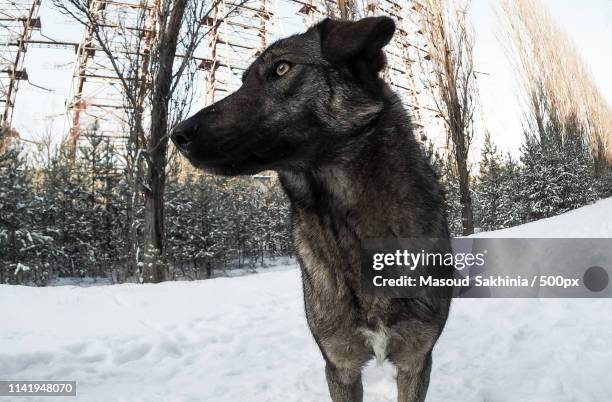 radioactive dog - chernobyl - fotografias e filmes do acervo