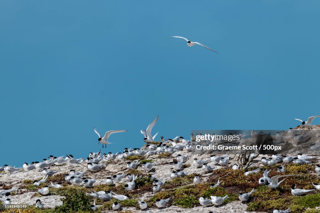 White-Fronted Tern Colony