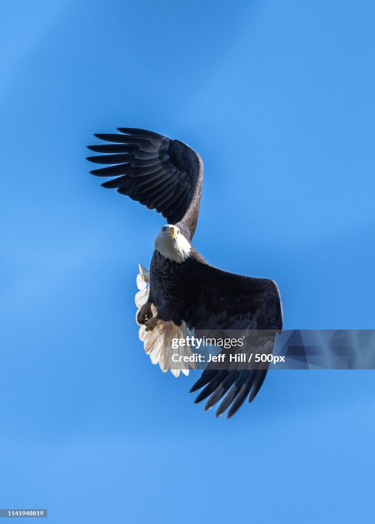 View of flying bald eagle