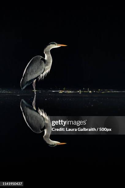 grey heron - gray heron stock pictures, royalty-free photos & images