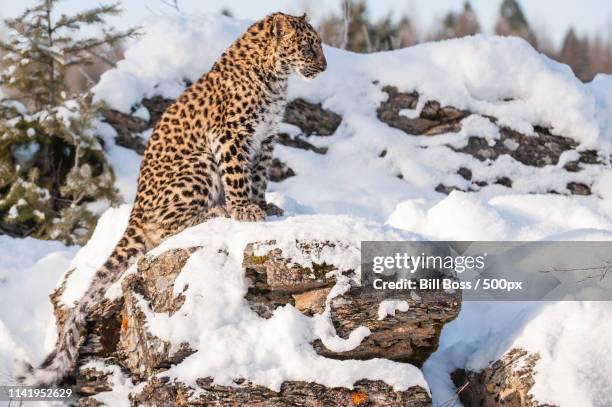 amur leopard sitting on rock in winter - amur leopard stock pictures, royalty-free photos & images