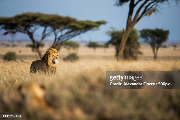 tanzania - serengeti national park lions stock-fotos und bilder