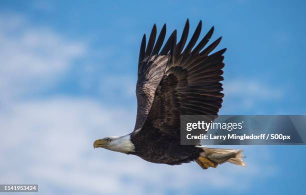 eagle capturing breakfast - palm coast, fla stock pictures, royalty-free photos & images