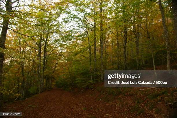 irati forest - coast live oak stock pictures, royalty-free photos & images