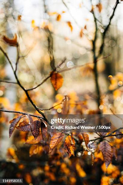 black forest winter sun - birch forest stock pictures, royalty-free photos & images