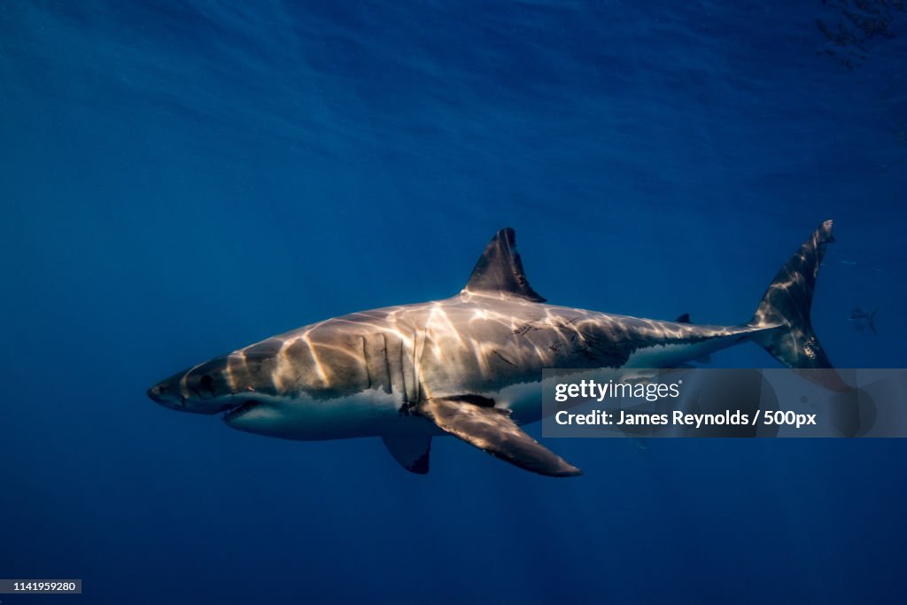 Great White With Surface Reflections