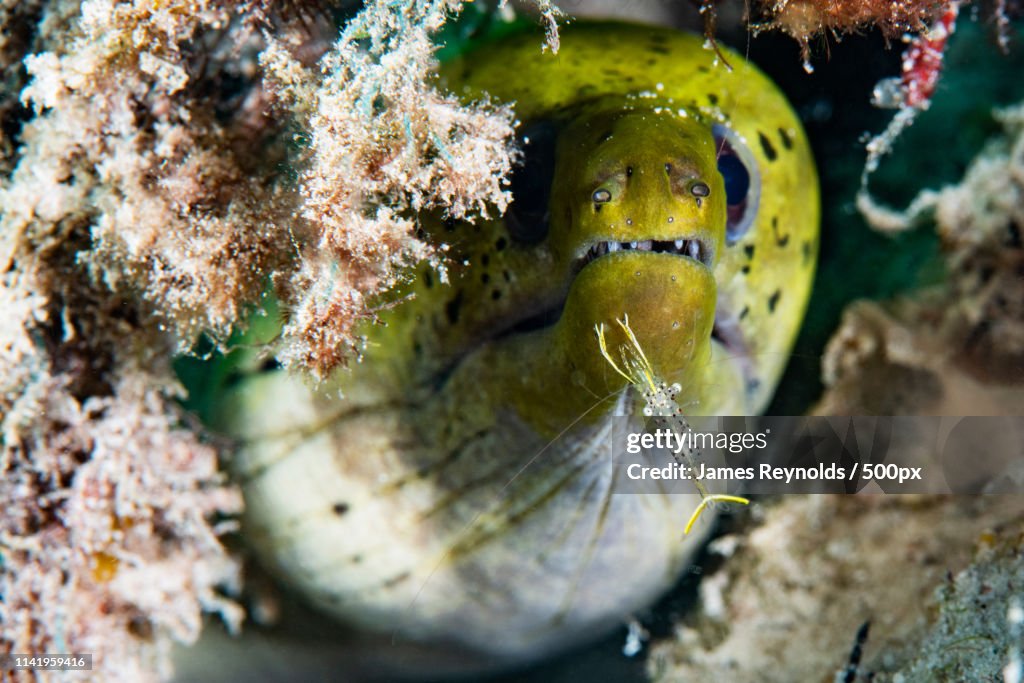 An Eel And His Shrimp Buddy
