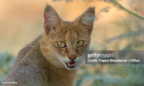 jungle cat - jungle cat stock pictures, royalty-free photos & images