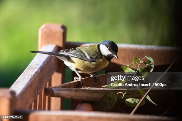 great tit (parus major) - cinciallegra stock pictures, royalty-free photos & images