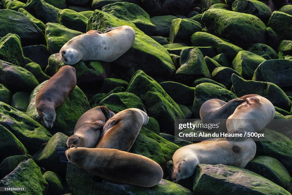 Sea Lions