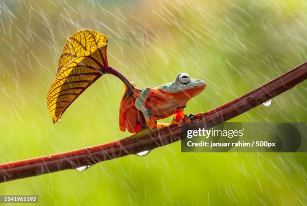 green tree frog in the forest - tree frog stock pictures, royalty-free photos & images