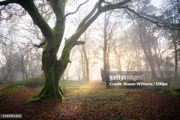 sun rise on mystical woods - pelzmuffs stock-fotos und bilder