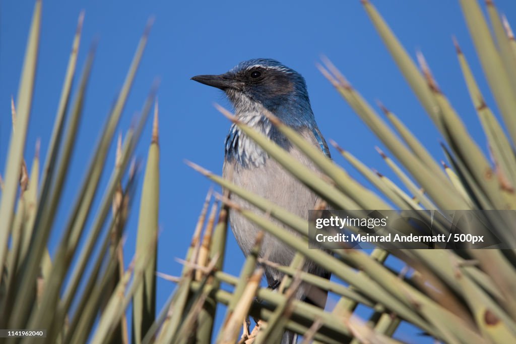 Pinyon Jay
