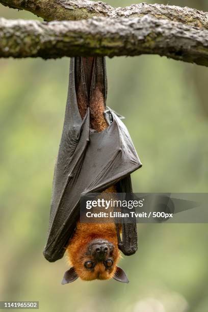 large malayan flying fox, pteropus vampyrus, bat hanging from a branch - eigentliche flughunde gattung stock-fotos und bilder