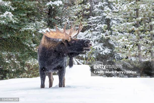 bull moose in yellowstone - white moose stock pictures, royalty-free photos & images