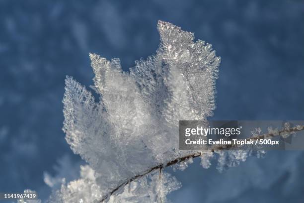 ice crystal leaves in the morning - eiskristalle stock pictures, royalty-free photos & images