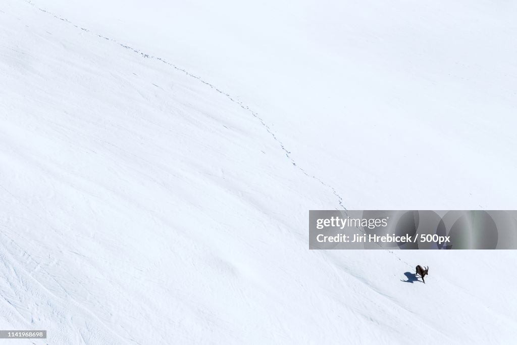 Ibex